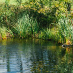 Large Natural Swimming Pool & Hot Tub